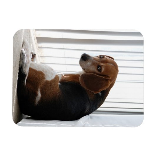 Einstellung des Beagle Magnet (Horizontal)