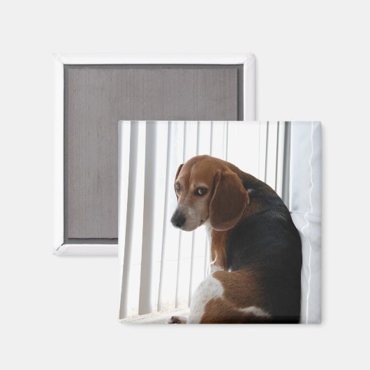 Einstellung des Beagle Magnet (Vorderseite/Rückseite)