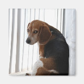 Einstellung des Beagle Magnet (Vorne)