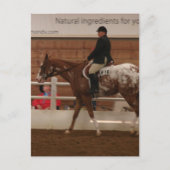 Einstiegsnummer 616 Pferdeausstellung Postkarte (Vorderseite)