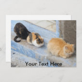 Einzel-Katzen, Chefchaoun, Marokko-Karte (Vorne/Hinten)