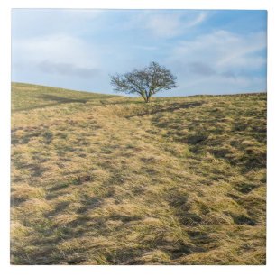 Einzelbaum im Blick auf die Landschaft Keramik Kac Fliese