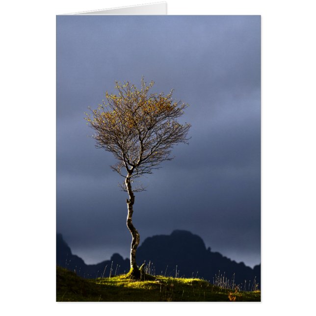 Einzelbaum in der Sonne gefangen (Vorne)