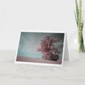 Einzelbaum in Infrarotfotografie (2621) Karte (Vorderseite)