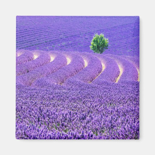 Einzelbaum in Lavender Field, Frankreich Magnet (Vorne)