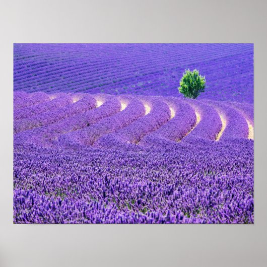 Einzelbaum in Lavender Field, Frankreich Poster (Vorne)