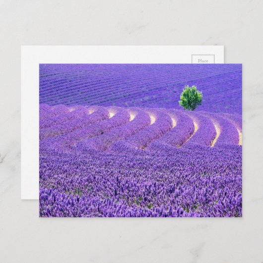 Einzelbaum in Lavender Field, Frankreich Postkarte (Vorne/Hinten)
