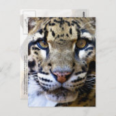 Einzelheiten zu bedecktem Leopard Postkarte (Vorne/Hinten)