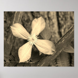 Einzelne Clematisblüte in Sepia-Tönung Poster