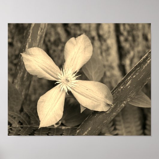 Einzelne Clematisblüte in Sepia-Tönung Poster (Vorne)