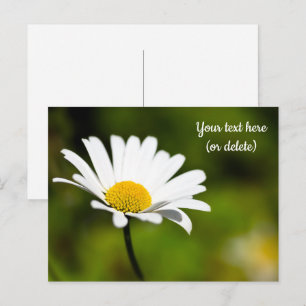 Einzelne Gänseblümchen-Postkarte Postkarte