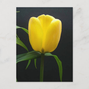 Einzelne gelbe Tulpenblüte Postkarte