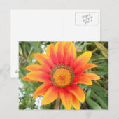 Einzelne helle orangefarbene Blume Postkarte (Vorne/Hinten)