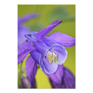 Einzelne lila Akelei-Blüte Fotodruck