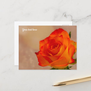 Einzelne Orange Rose Postkarte