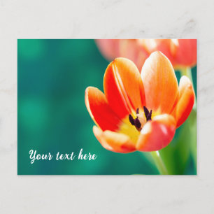 Einzelne orange Tulpen-Postkarte Postkarte