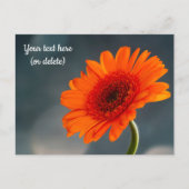 Einzelne orangefarbene Gerbera-Postkarte Postkarte (Vorderseite)