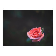 Einzelne rosa Rose mit Tau