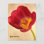 Einzelne rosa Tulpe Postkarte (Vorderseite)