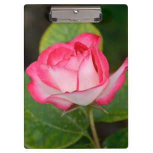 Einzelne rosa und weiße Rose Klemmbrett