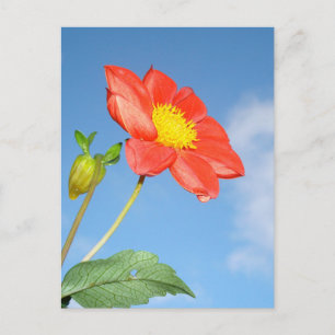 Einzelne rote Erdbeerblütenblume Postkarte