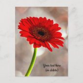 Einzelne rote Gerbera-Postkarte Postkarte (Vorderseite)