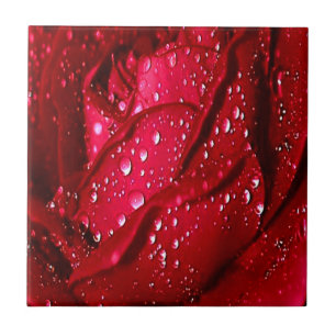 Einzelne rote Rose im Regen Fliese