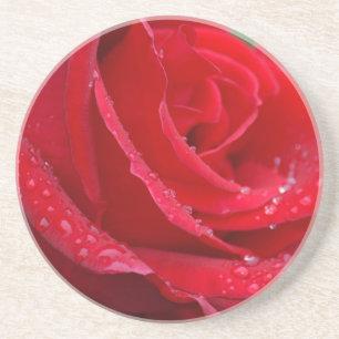 Einzelne rote Rosen blühen Getränkeuntersetzer