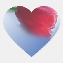 Einzelne rote Tulpenblüte