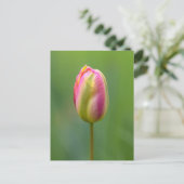Einzelne Tulpe Postkarte (Stehend Vorderseite)