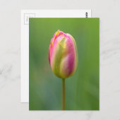 Einzelne Tulpe Postkarte (Vorne/Hinten)