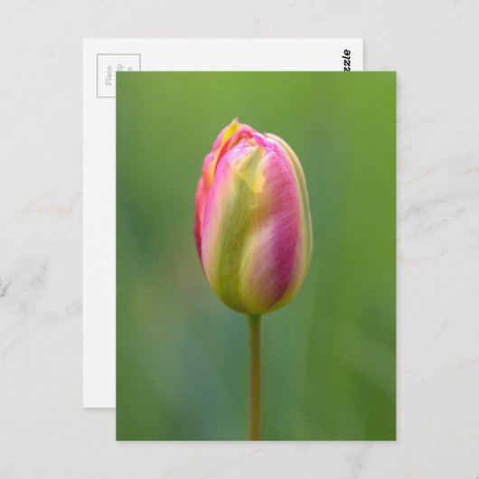 Einzelne Tulpe Postkarte (Vorne/Hinten)