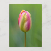 Einzelne Tulpe Postkarte (Vorderseite)