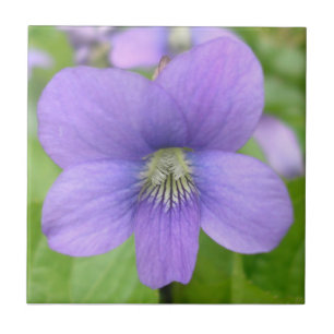 Einzelne Violette Fliese