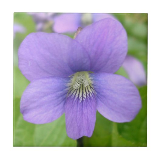 Einzelne Violette Fliese (Vorderseite)