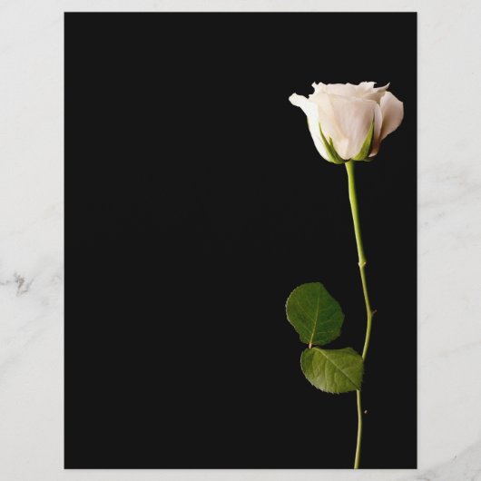 Einzelne weiße Rose auf schwarzem Hintergrund Flyer (Vorne)