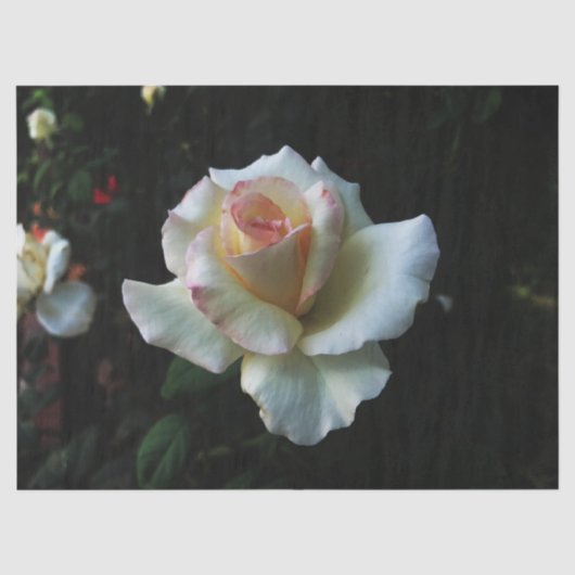 Einzelne weiße Rose Seidenpapier (Vorderseite)