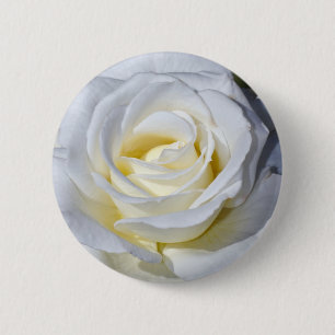 Einzelne weiße Rosenblüten Button
