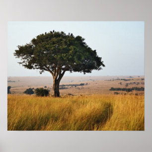 Einzelner Akazienbaum auf grasbewachsenen Ebenen, Poster