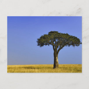 Einzelner Akazienbaum auf grasbewachsenen Ebenen,  Postkarte