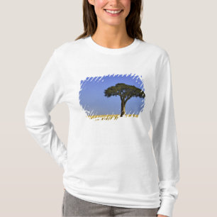 Einzelner Akazienbaum auf grasbewachsenen Ebenen,  T-Shirt