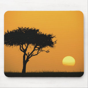 Einzelner Akazienbaum bei Sonnenaufgang silhouetti Mousepad