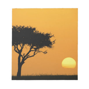 Einzelner Akazienbaum bei Sonnenaufgang silhouetti Notizblock