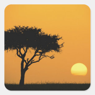 Einzelner Akazienbaum silhouettiert bei Sonnenaufg Quadratischer Aufkleber