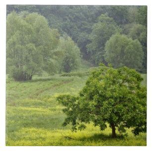 Einzelner Baum auf landwirtschaftlichem Feld, Tosk Fliese