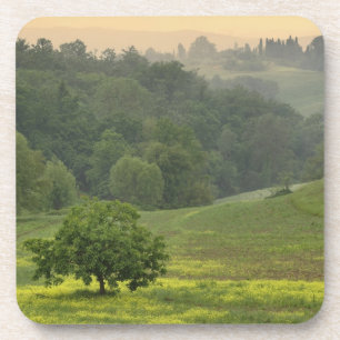 Einzelner Baum auf landwirtschaftlichem Feld, Tosk Untersetzer