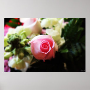 einzelner rosa Rosenfotodruck Poster