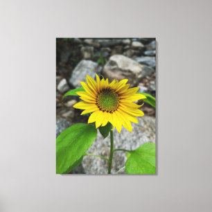 einzelner Sonnenblumen-Leinwanddruck Leinwanddruck