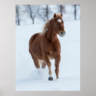 Einzelnes Pferd läuft im Schnee Poster