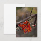 Einzelnes rotes Blatt Dankeskarte (Vorne/Hinten)